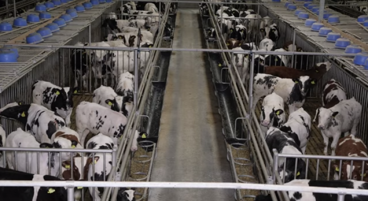 Factory Farming