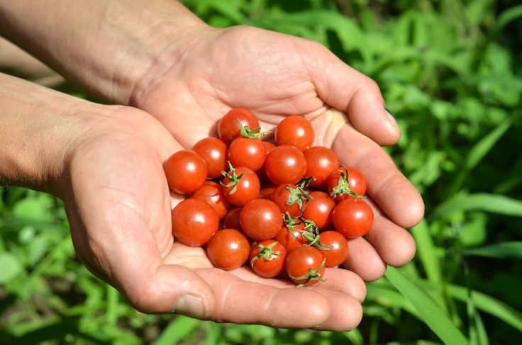 Tomato Pill