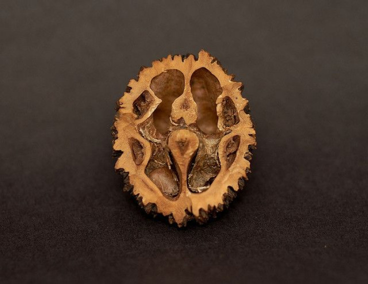 walnut