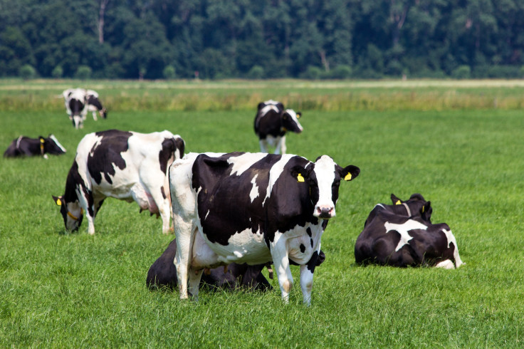 cows