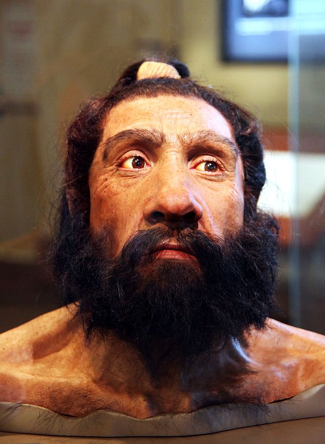 Neanderthals Did Eat Vegetables Evidence Suggests Ancient Humans Enjoyed More Than Carnivorous 8093