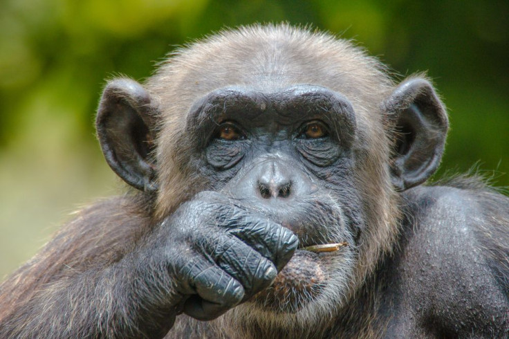 Chimpanzees Have Music Preferences Too