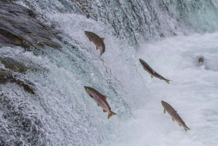 Alaskan salmon