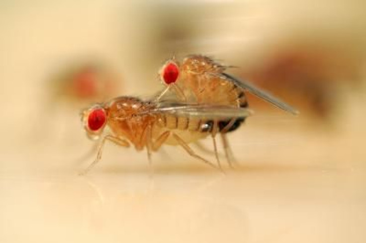 Copulating Flies