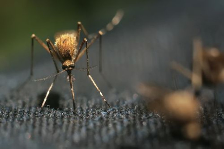 mosquito