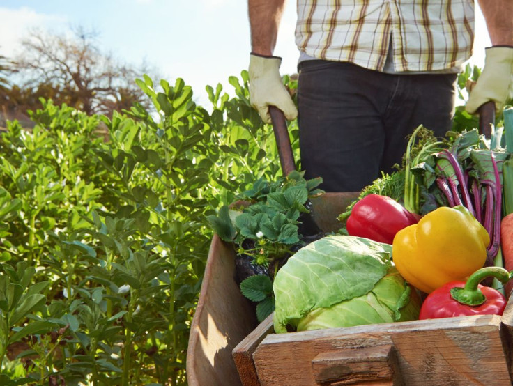 Organic Farming Yields Higher Antioxidant Crops