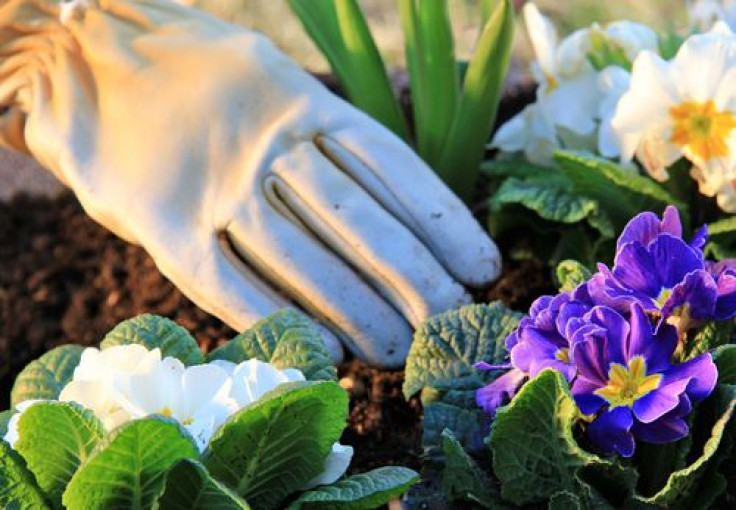 Gardening primroses with leather gloves