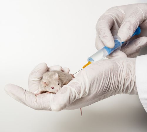 Type 2 Diabetes Symptoms Reversed In Mice With Single Injection Of ...