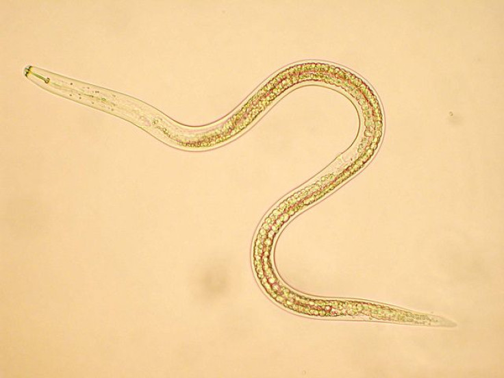 nematodes