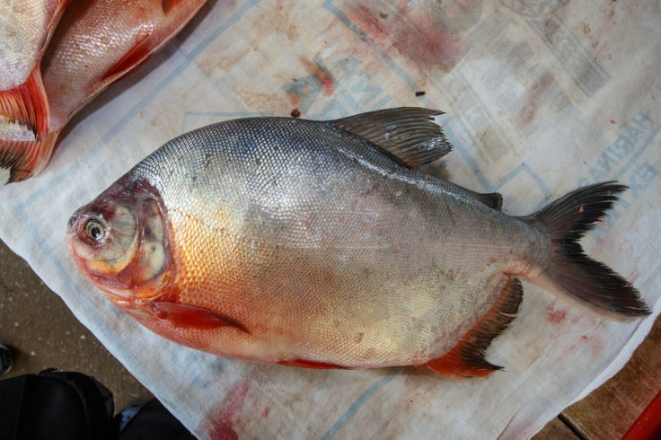 Pacu