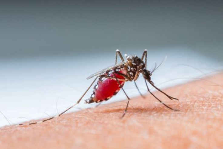 Mosquitoes Carried Painful Disease To The U.S.