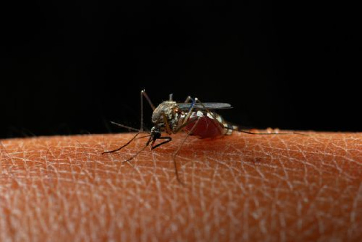 Tropical Infection Spread BY Mosquitoes Makes It Way To Long Island