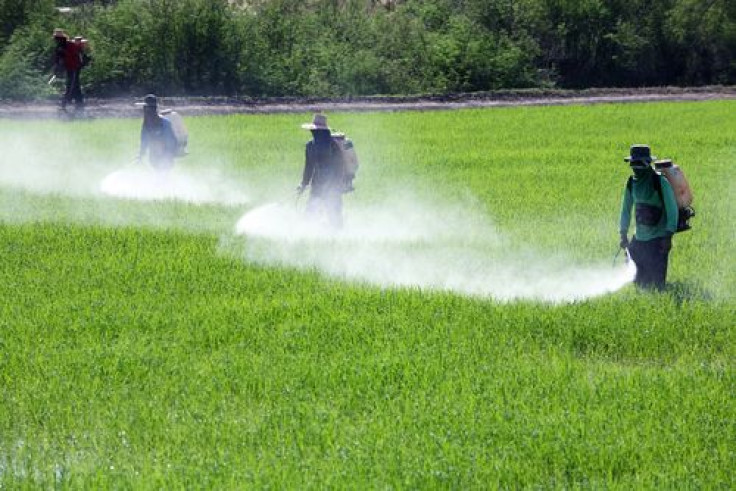 Spraying Pesticide