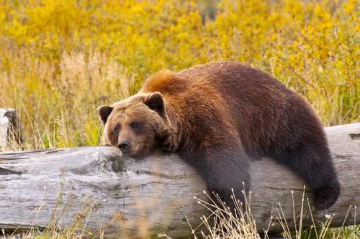 Grizzly Bear Hibernation Biology May Be Key To Diabetes