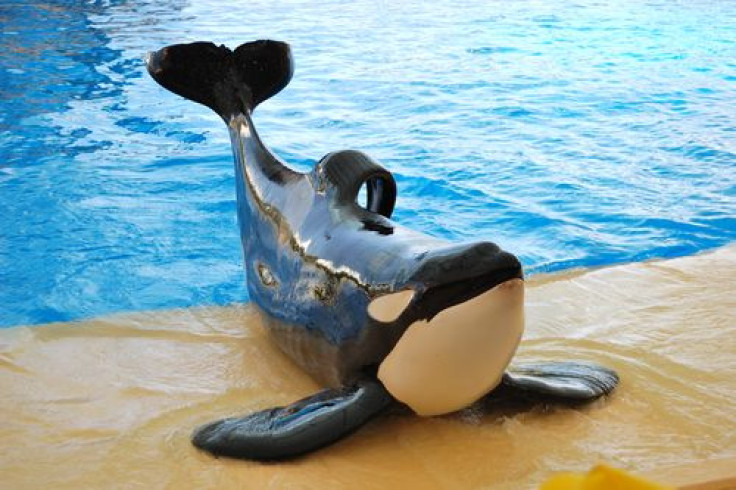 SeaWorld decides not to appeal OSHA order