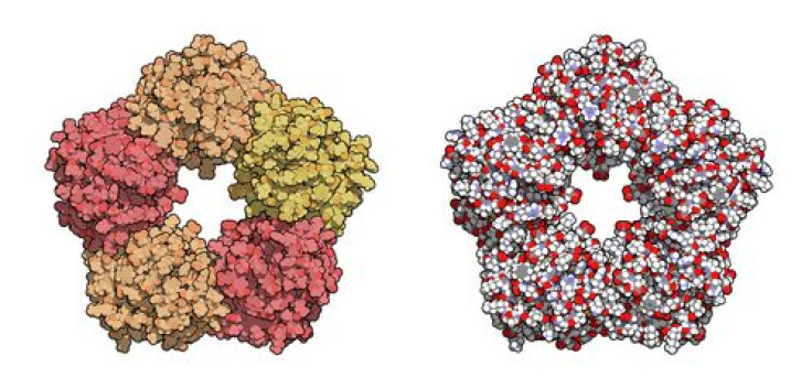 Protein biomarkers