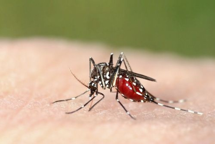 Dengue Mosquito