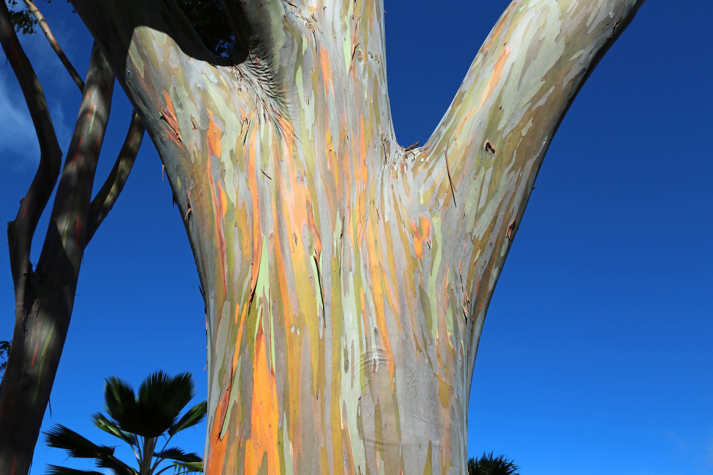 7th Grader S Science Project Pits California Trees As Source Of   Trees 