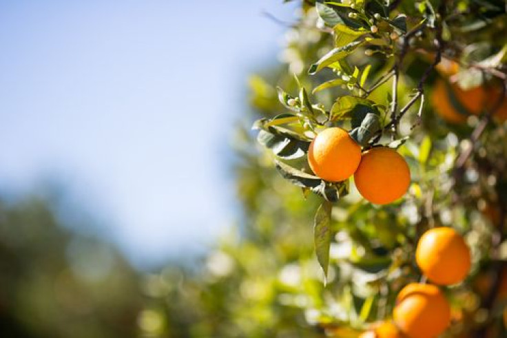 Orange Trees Are Under Seige By A Disease-Carrying Bug