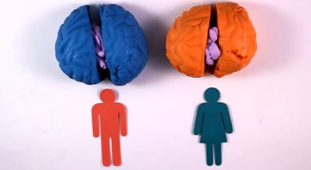 Men Are From Mars Male And Female Brain Differences Explained   Brain Differences Between Genders Explained 