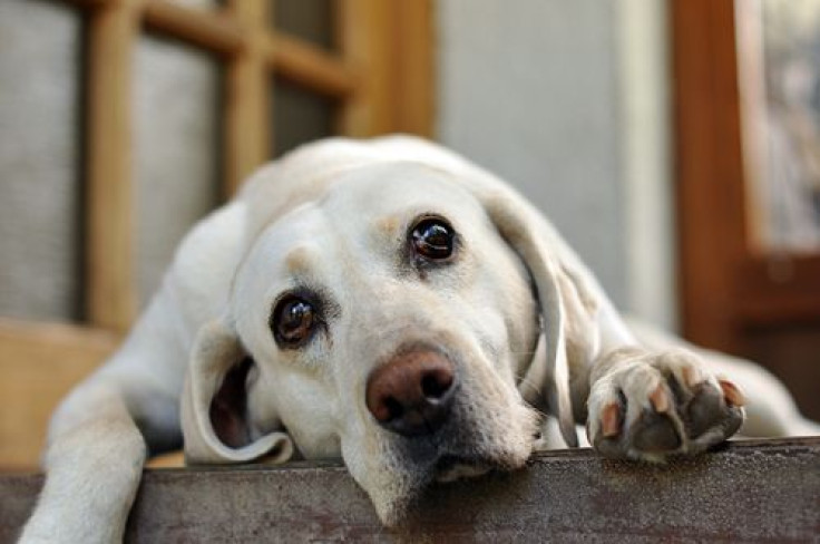 Sad-eyed white dog lying down