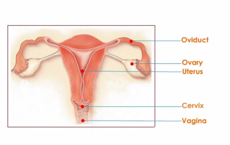 Female Reproductive System