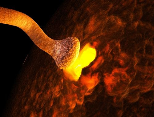 neuromuscular junction