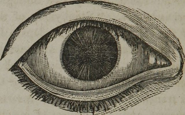 eye