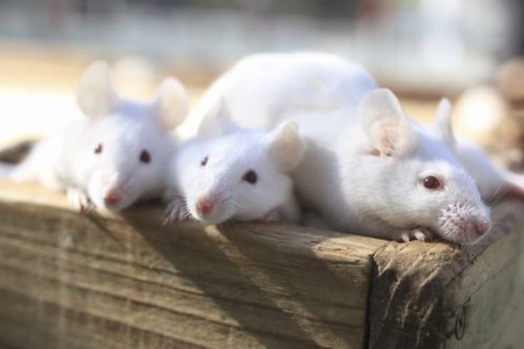 mice and men share diabetes gene