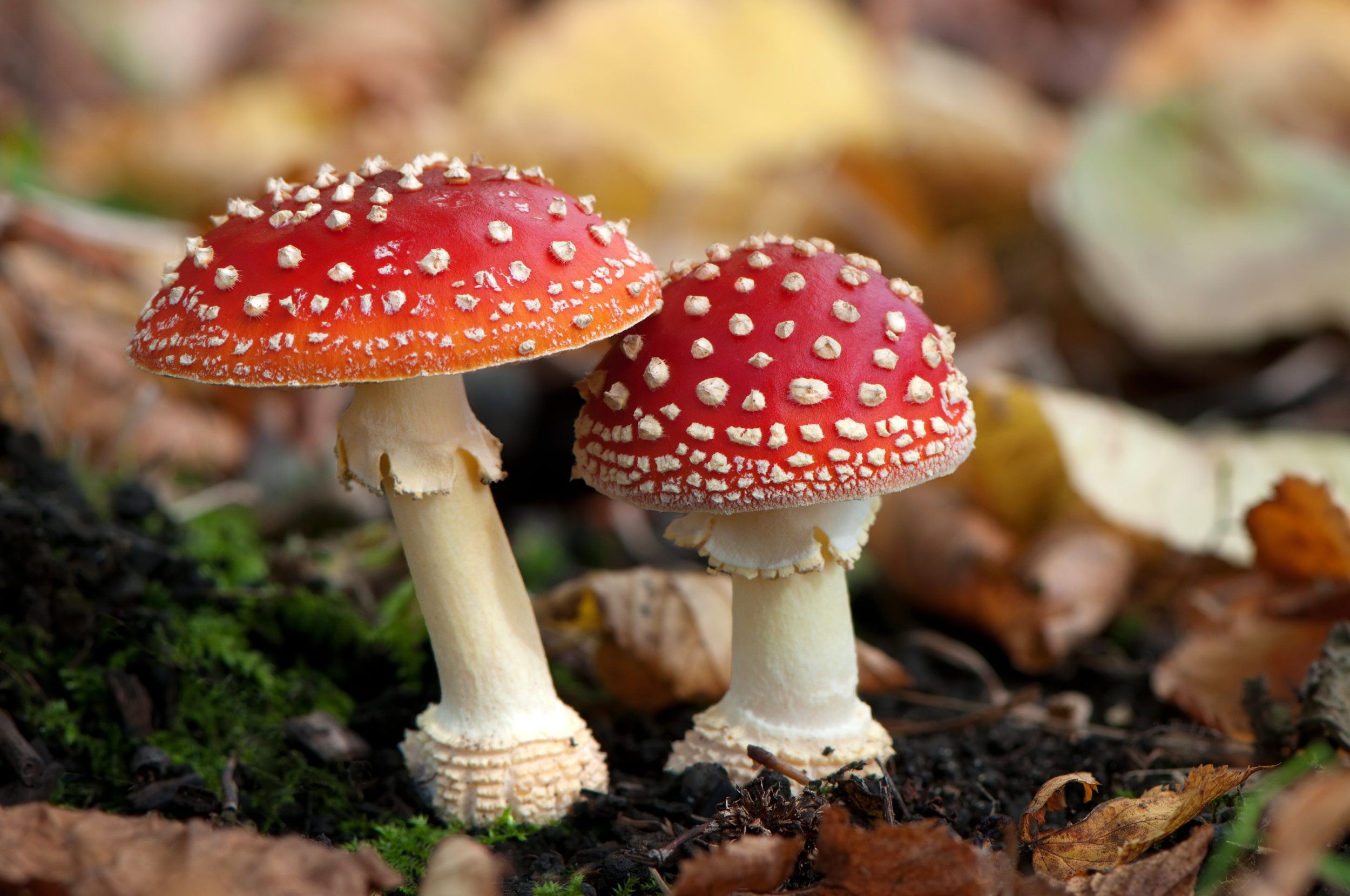 Are Magic Mushrooms The Key To Quitting Smoking? Recent Study Found 12 ...