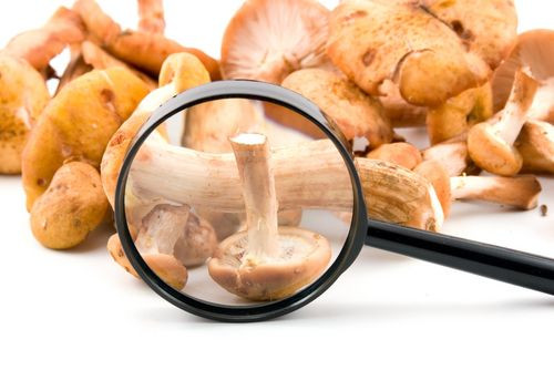 New Mushroom Discovery Could Lead To More Species