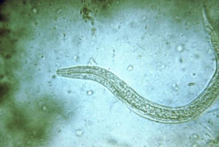 Hookworm