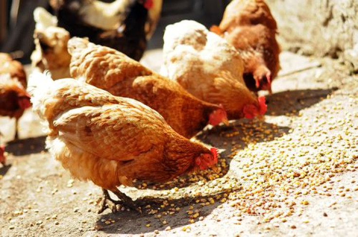 Chickens eating corn feed