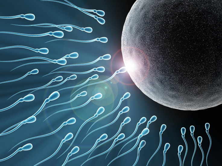 egg and sperm