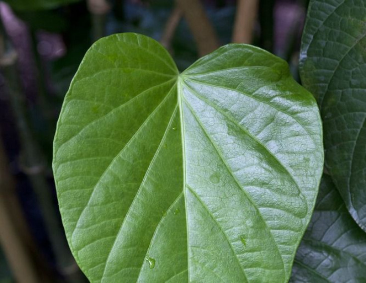 Kava plant