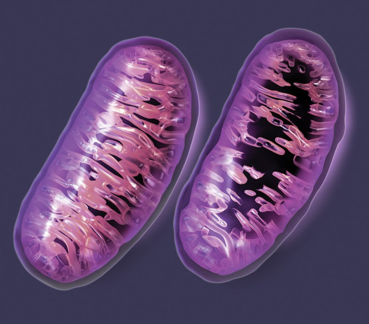 mitochondria