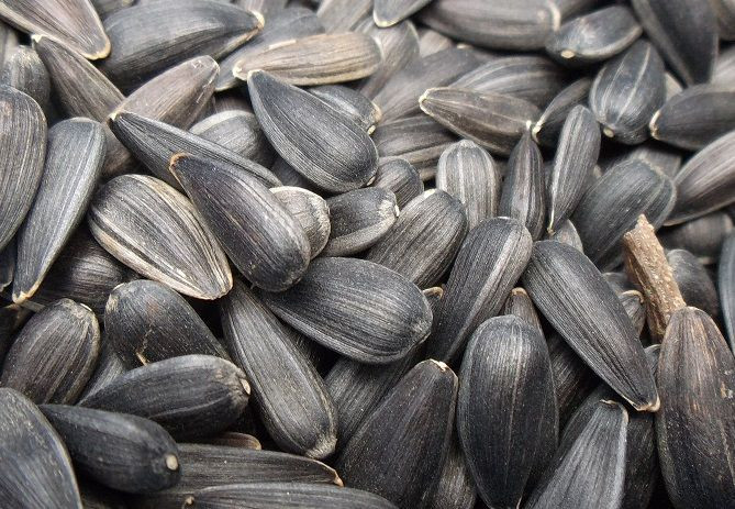 seeds