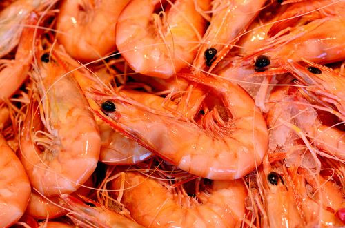 Fresh shrimp