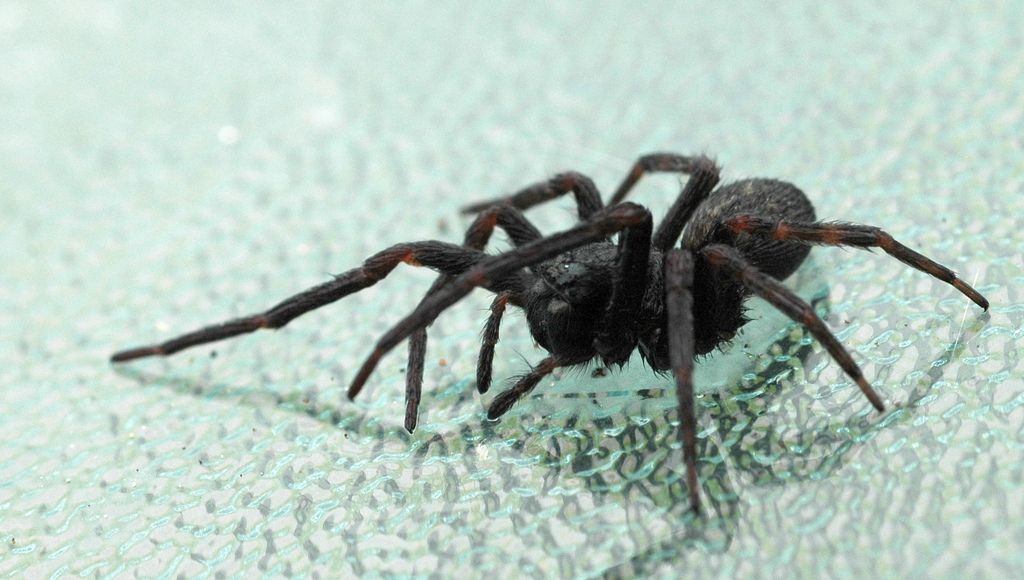 Arachnophobia Gets Cut Out Of Man’s Brain After Surgery To End His Seizures