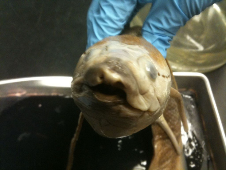 South American Lungfish