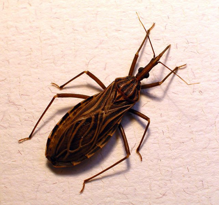 chagas bug