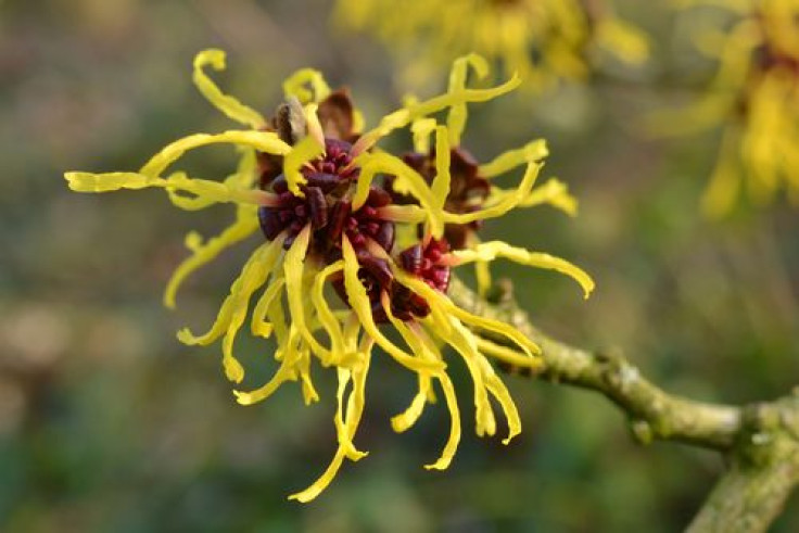 Witch hazel growing