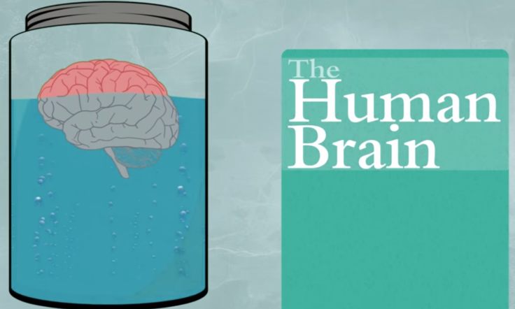Facts About the Human Brain 