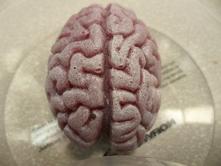 Brain