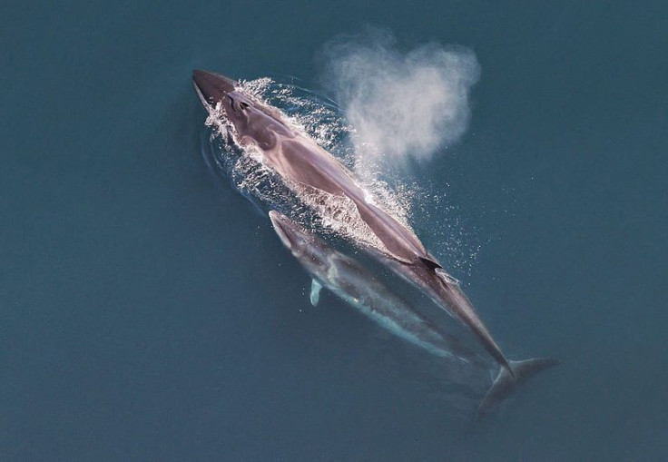 Sei_whale_mother_and_calf_Christin_Khan_NOAA