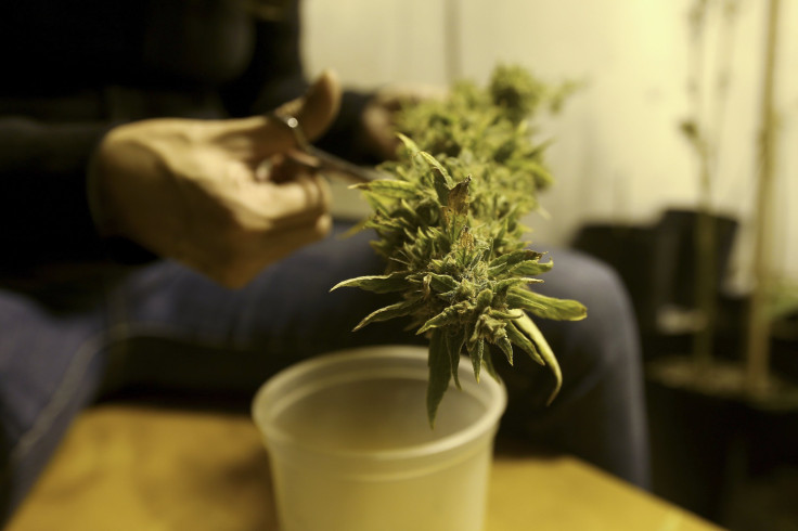 A Marijuana Home Grower