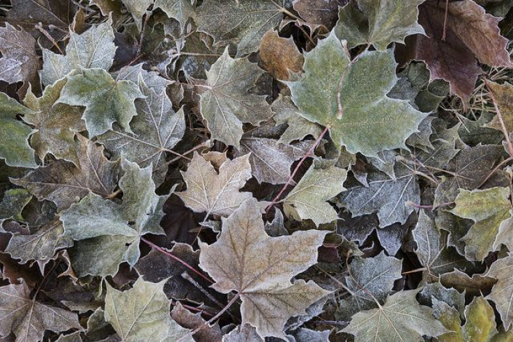 Frozen leaves