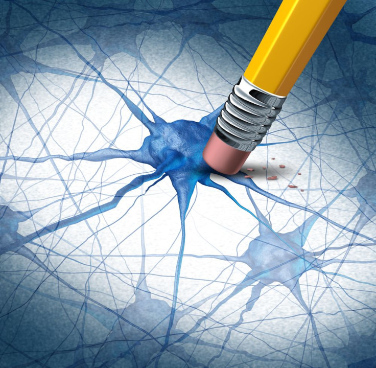 brain