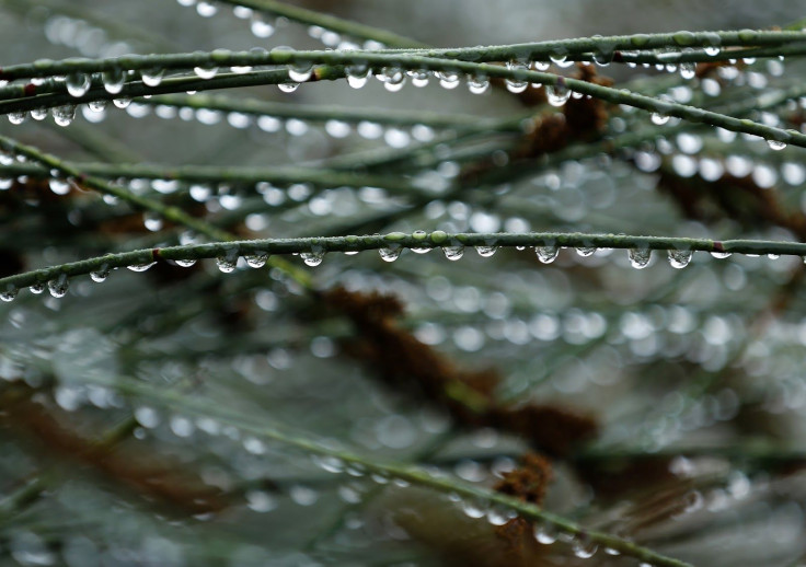 Rain on Hay