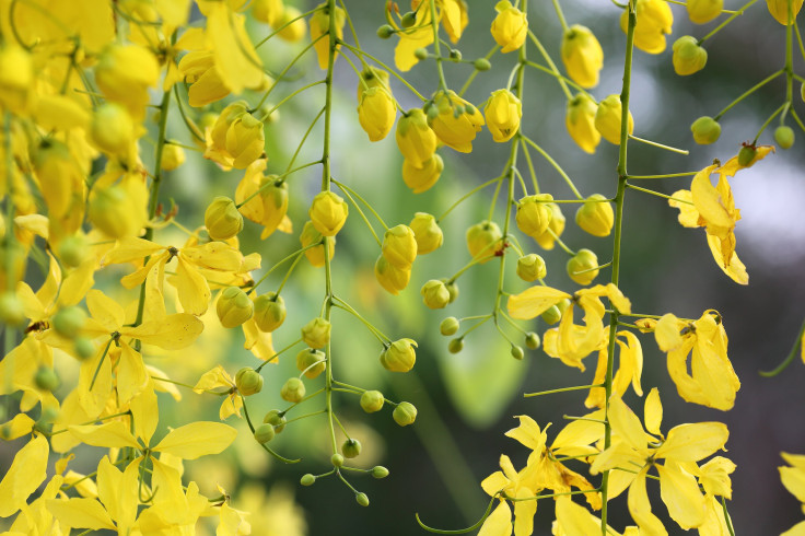 Golden rain tree